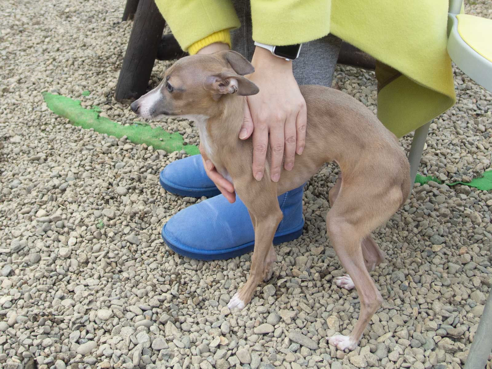 犬のステラに妻の手が触れている写真