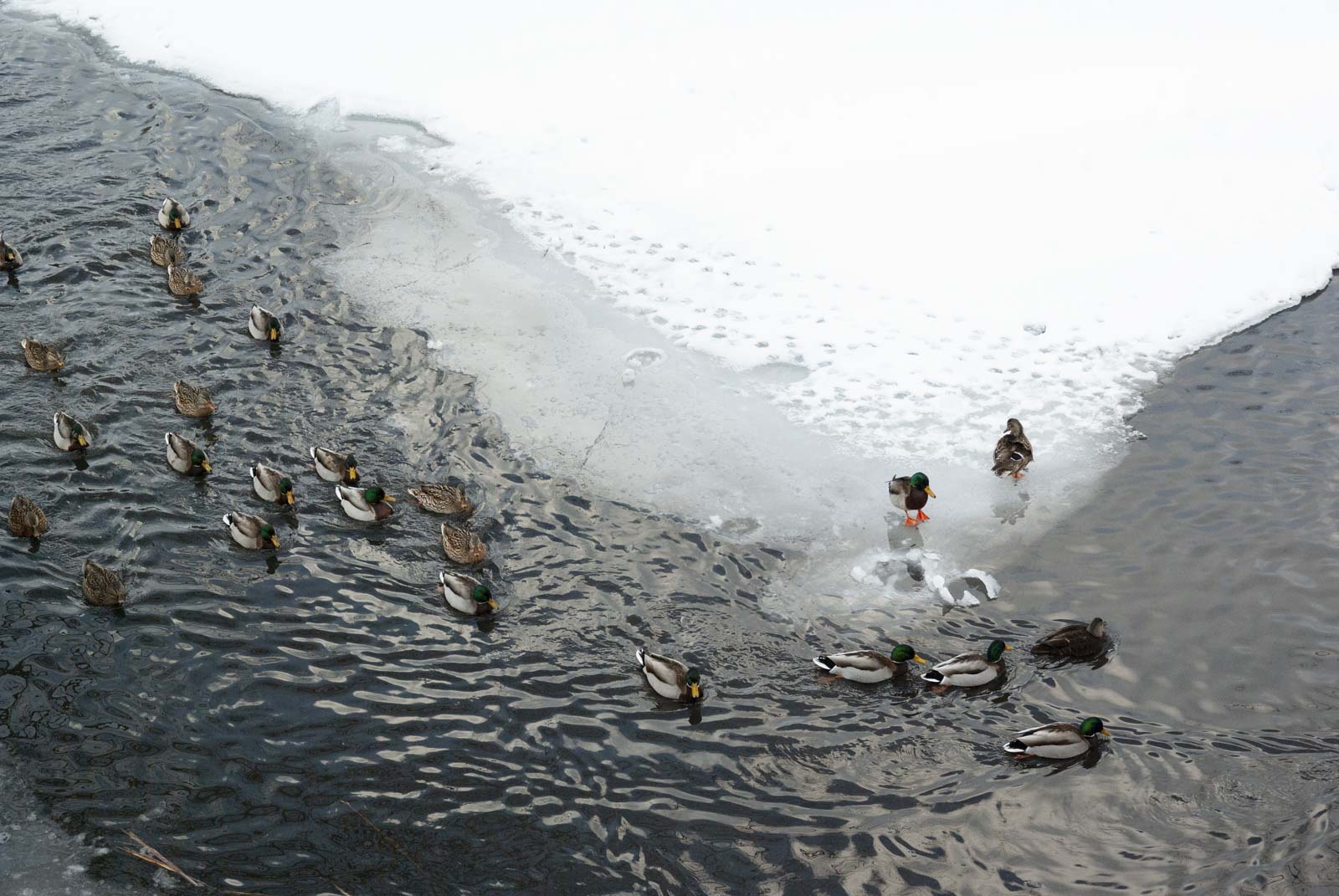 池に浮かぶ氷の前を隊列を組んで泳ぐマガモの写真