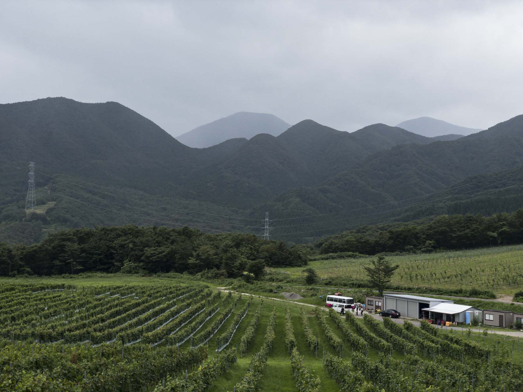 了美 Vineyard and Wineryのブドウ畑と山並の写真