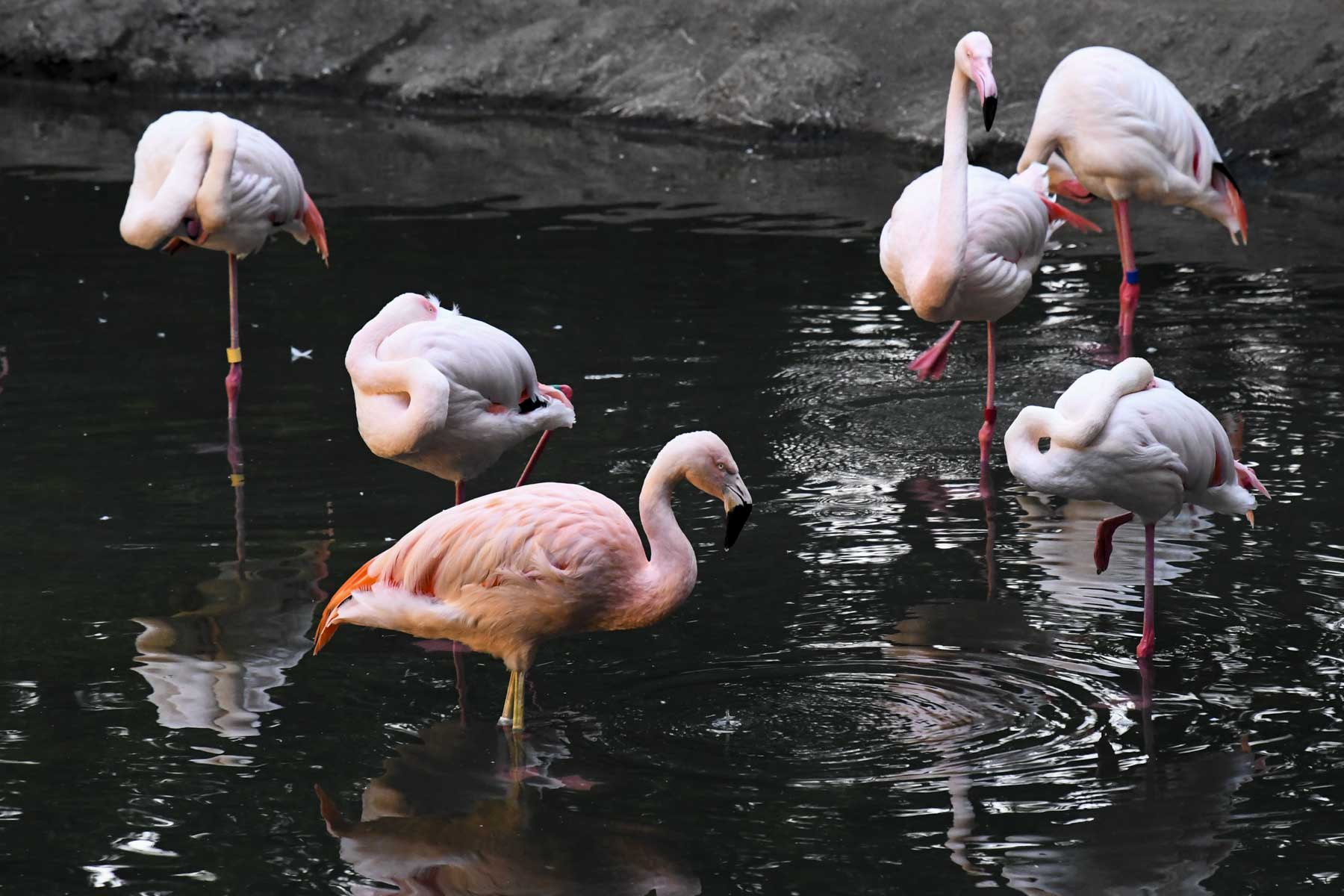 八木山動物公園のチリーフラミンゴとヨーロッパフラミンゴの写真