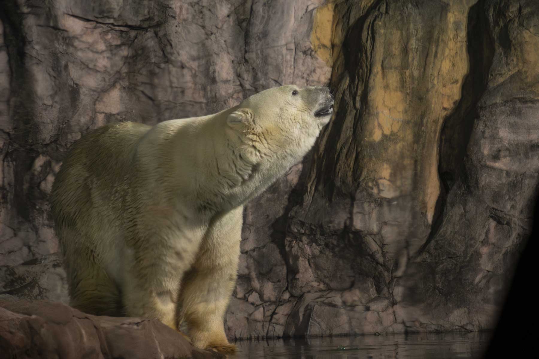 八木山動物公園のホッキョクグマの写真